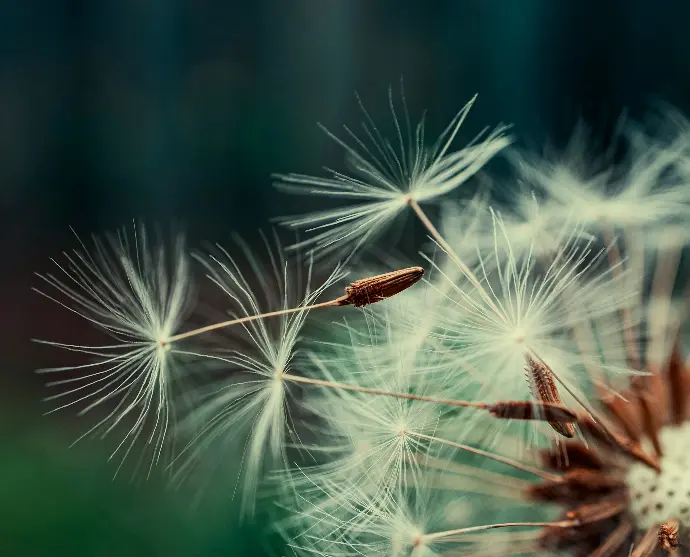 white dandelion in close up photography